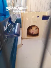  3 هامستر سوري للبيع
