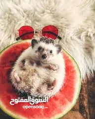  25 قطه و قط كتن كتنز بيبي القطه همالايا و صغيره شيرازي ابيض  و  سكوتش مع 7 اولاد و قنفذ و سلحفاه و بطه