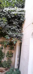  4 شجره مطاط زينا