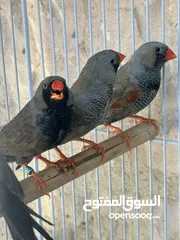  2 اربع جواز شاركول للبيع