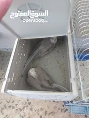  2 جواز للبيع طيور كوكتيل البينو روز البينو عين الباشا
