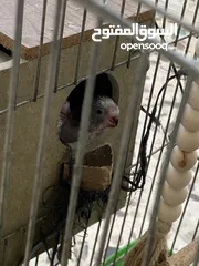  4 جوز حب ماكينه انتاج معهم 5 فراخ