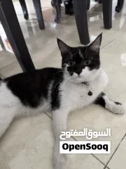  2 2 Female Cats for Adoption (8 Months)