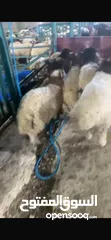  2 خرفان بلدي صلاة النبي أوزان أربعينات كل عام وأنتم بخير