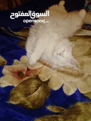  2 للبيع قطه شيرازي تركيه عيون ملونه كل عين شكل عمرها 8 اشهر خلف قبل شهر جابت قطه بلصلاه على النبي