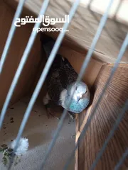  2 حمام زاجل طير انثي