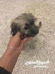  4 كلب لعوب للببع