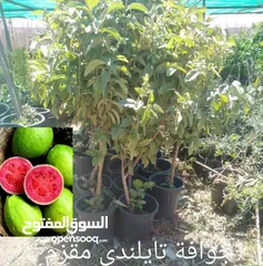  6 مشاتل السهل الاخضر الزراعيه تنسيق حدائق ومزارع