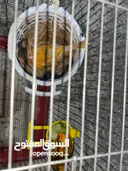  1 جوز كنار تحتي بيض سعر30