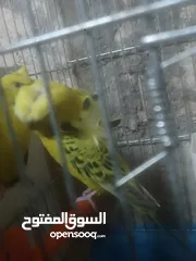  4 جوزين تكساس واحد ذهبي واحد رمادي