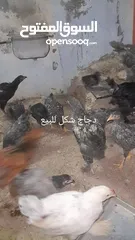  2 دجاج و فراخ انواع مشكل للبيع