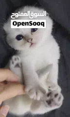  9 Pure Scottish/ بيور سكوتش