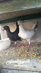  2 جوزين حلوات      بطارد على بيض