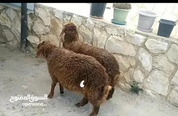  2 عبر عدددد 2  نخب اول