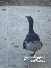  2 وزة انثى للبيع العمر 1 سنة