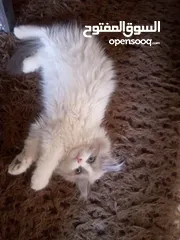  1 قطط همالايا عمر 3 أشهر