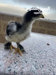  1 صيصان براهمي لبيع
