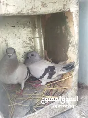  17 جواز بسعر مغري