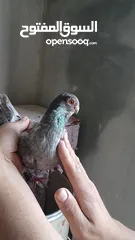  2 طيره قرقاطيه شغاله
