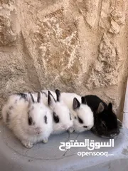  1 ارانب زينه •••الارنب المقزم وانجورا تيدي بير بيور•••