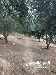  5 مزرعة مع فيلا ومسبح للبيع او البدل في فلل المسرة - العالوك
