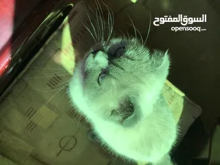  6 للبدل قطة بريتش شورت هير فولد ايرز
