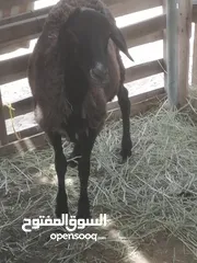  2 جاعده عشار للبيع