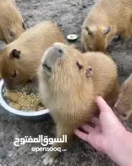  6 Capybara Babies Available For Sale