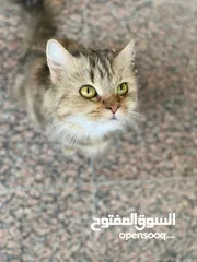  4 للبيع انثه شيراز عمر سنه ونص