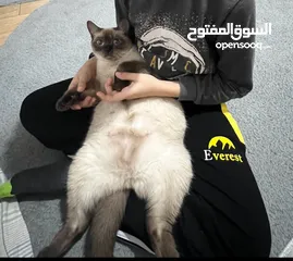  1 قطة للبيع satlık kedi