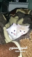  15 قطط شيرازي هيمالايا