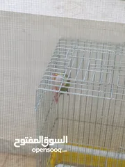  8 جوز جرين شيك هاي رد اناناس طفره مستوى اول حجم دبل دبل دبل جامبو منتج شغال فيديو غني عن شرح