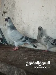  3 ثلاث فراخ  فرخين بواز اخوان فطم جديد مخلف وقواق بواقي الاربعه