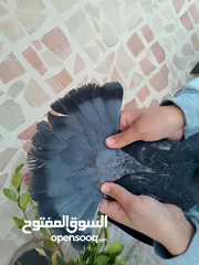  2 السعر 30 حرق النوع الهومرات