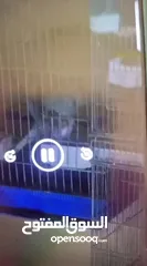  18 مزرعه طيور مميزة