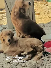  1 جولدن ريتريفر ذكر وأنثى للبيع  عمر مناسب وسلوك ممتاز  صحة ممتازة وجاهزين للتربية المنزلية