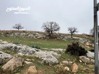  2 ارض على شارع الكاشف الرئيسي - بدر