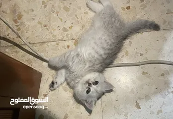  3 بريتش سلفر بيوووور