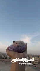  1 هامستر سوري للبيع