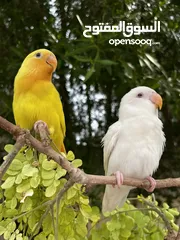  11 طيور البادجي  طيور الحب