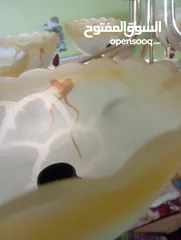  3 ثريا بحاله الوكاله    ................................................................... ..........