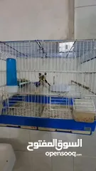  2 جوز حسون منتج مستوى اول باذن الله تعالى صحه ونضافه جوز بصلاه على نبي حبات رسم مرسومه متوفر صور إنتاج