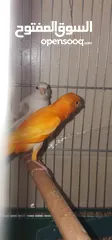  4 جوز كنار بناديق فحل احمر وطيره ابيض جاسب