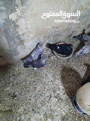  7 حمام زق شي فاخر من الاخر جواز كل جوز بسعره وفي فراخ  جواز مكفوله