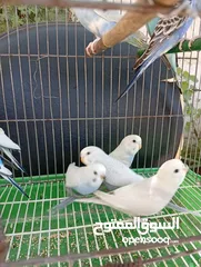  1 10 طيور حب طفرات جميله ونادرة  تبارك الله