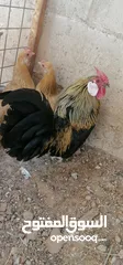 2 صيصان دجاج محلق