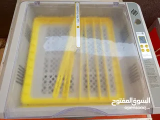  2 فقصات بحال الوكالة للبيع بيتو 2  وفقصتين  EGG 2