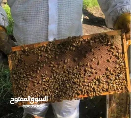  1 نحل عسل للبيع