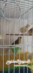  4 كنار للبيع الفحل مشاء الله شغال ونار