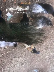  4 طاووس ذكرر